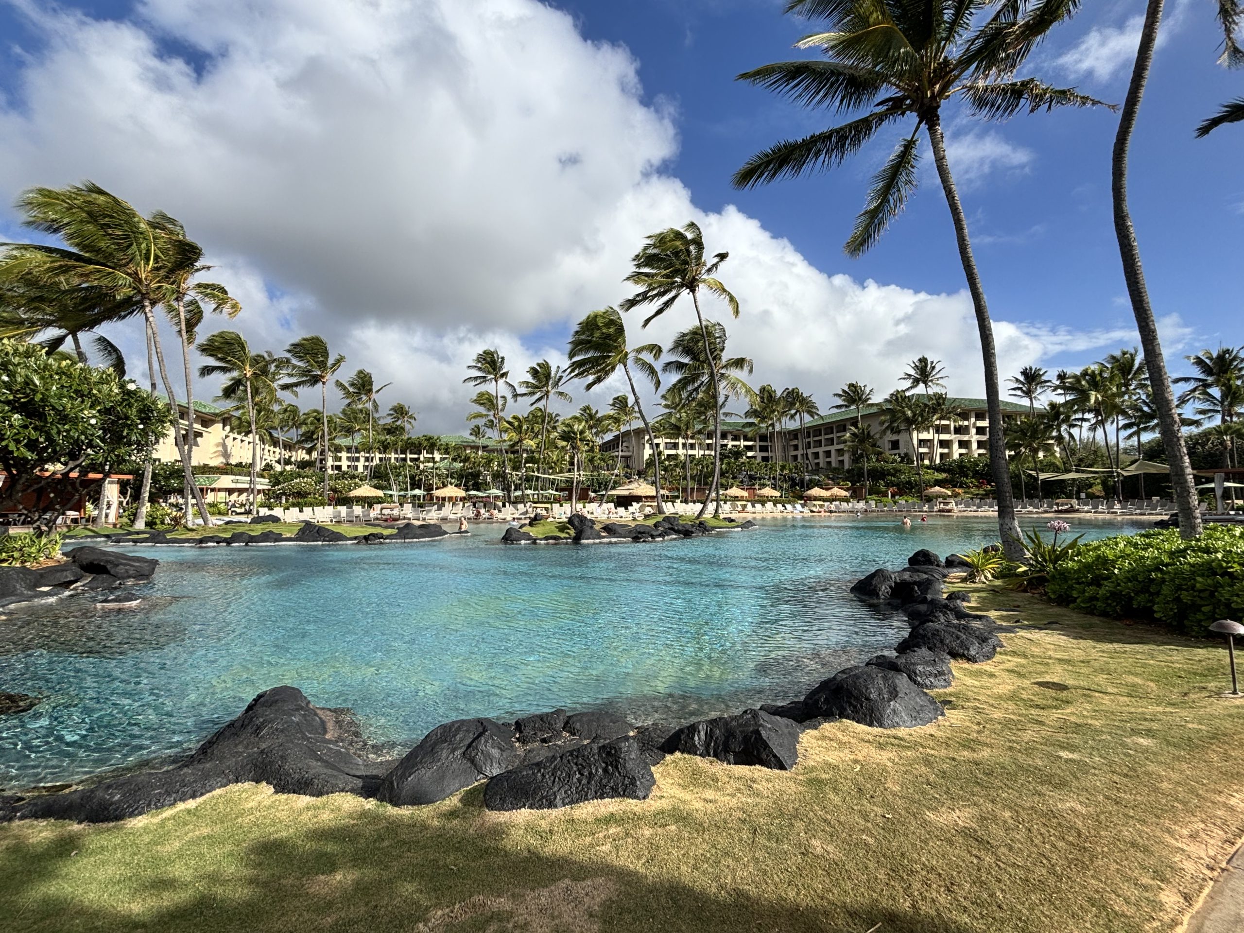 Picture of pool with palm trees